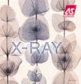 X-Ray 2019